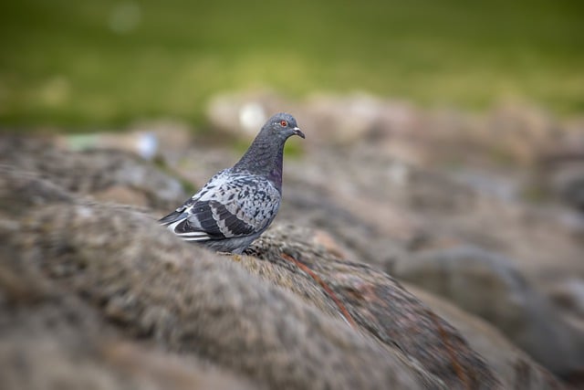 Descărcare gratuită porumbel porumbel pasăre columbidae imagine gratuită pentru a fi editată cu editorul de imagini online gratuit GIMP