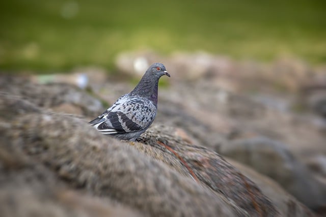 Free download pigeon dove bird columbidae free picture to be edited with GIMP free online image editor