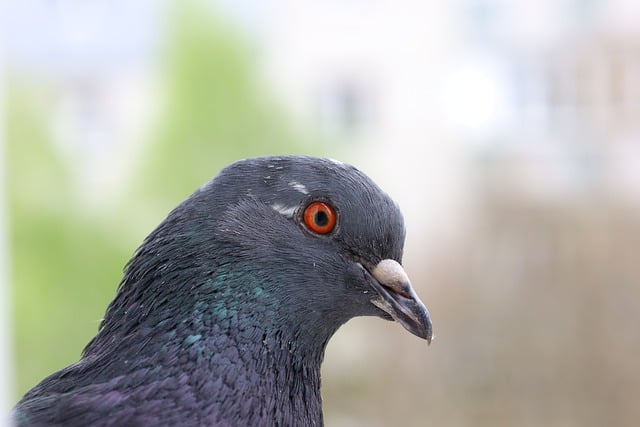 Free download pigeon dove bird eyes cute pet free picture to be edited with GIMP free online image editor