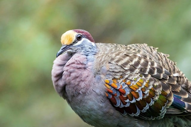 Free download pigeon dove bird nature feathers free picture to be edited with GIMP free online image editor