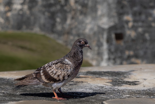 Free download pigeon dove bird wildlife animal free picture to be edited with GIMP free online image editor