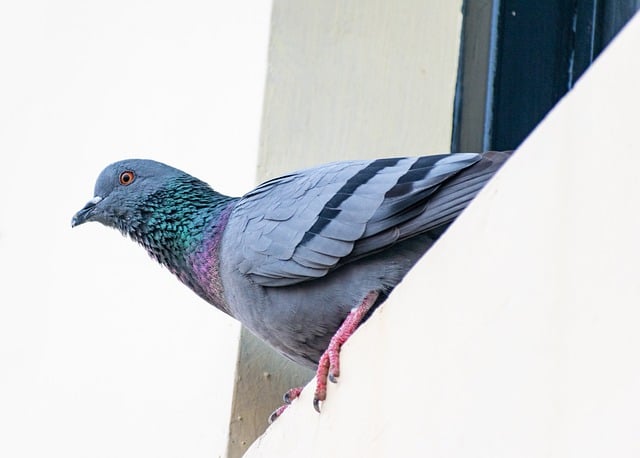 Free download pigeon dove nature closeup stone free picture to be edited with GIMP free online image editor