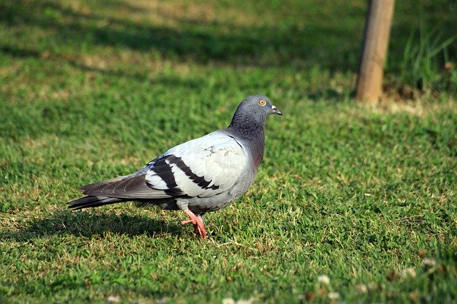 Free download Pigeon Dove New -  free photo or picture to be edited with GIMP online image editor
