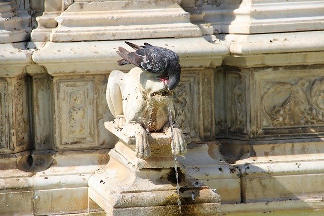 Free download Pigeon Fountain Statue -  free photo or picture to be edited with GIMP online image editor