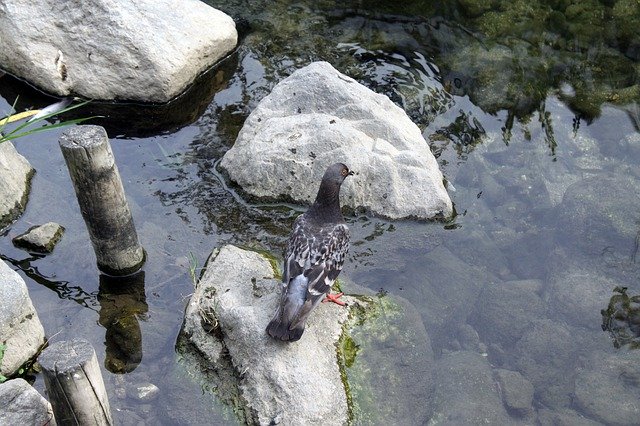 تنزيل Pigeon Lake Streams مجانًا - صورة مجانية أو صورة يتم تحريرها باستخدام محرر الصور عبر الإنترنت GIMP
