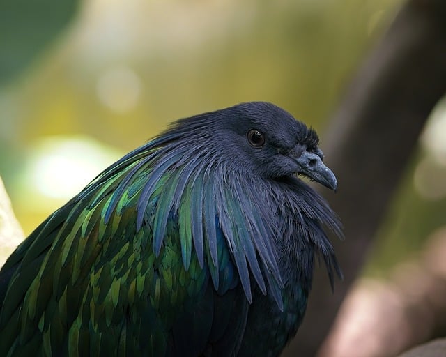 Free download pigeon nicobar bird fauna nature free picture to be edited with GIMP free online image editor