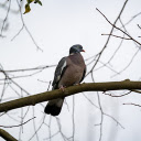 Pigeon on a high tree branch  screen for extension Chrome web store in OffiDocs Chromium