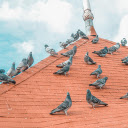 Pigeon on the roof  screen for extension Chrome web store in OffiDocs Chromium