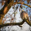Pigeon perched on a tree branch  screen for extension Chrome web store in OffiDocs Chromium