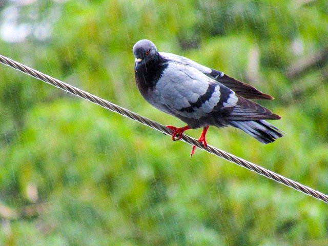 Descarga gratuita Pigeon Photography Birds: foto o imagen gratuita para editar con el editor de imágenes en línea GIMP