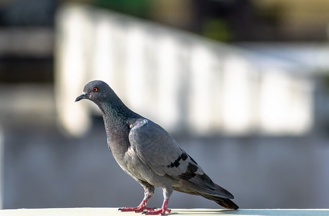 Free download pigeon rock pigeon rock dove bird free picture to be edited with GIMP free online image editor