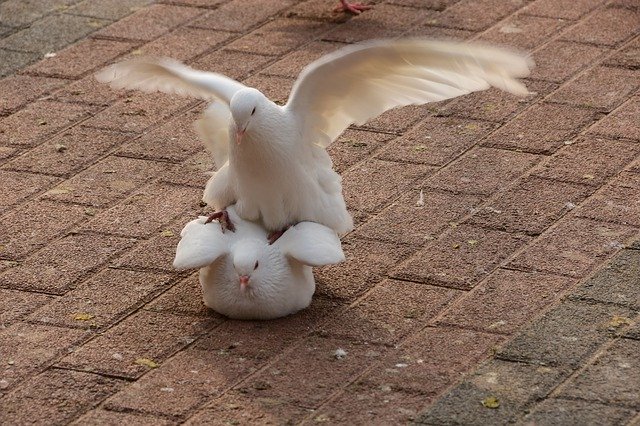 Free download Pigeons Animals Squares -  free photo or picture to be edited with GIMP online image editor