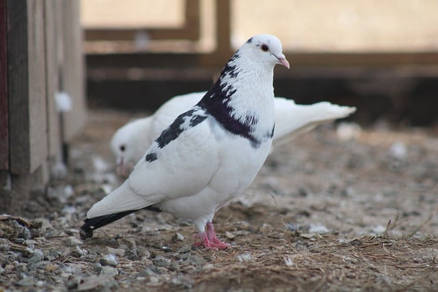 Free download pigeons birds animals fowls free picture to be edited with GIMP free online image editor