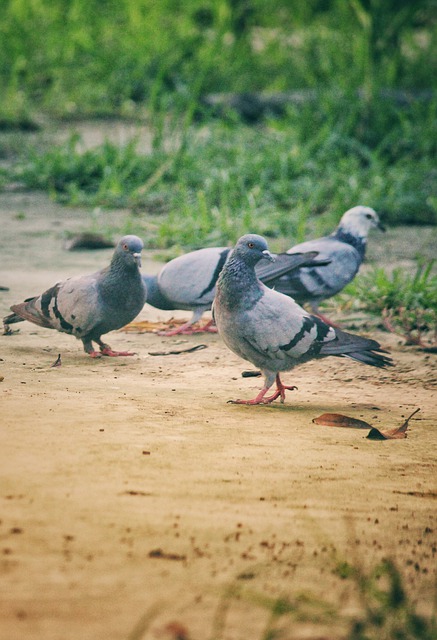 Free download pigeons birds animals perched free picture to be edited with GIMP free online image editor