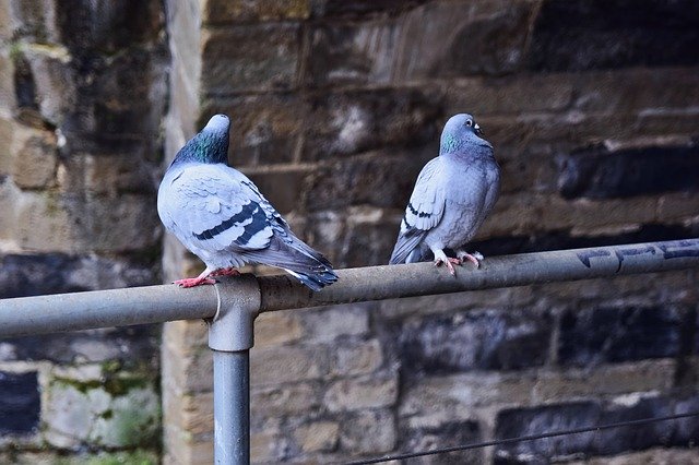 Free download Pigeons Birds Animal World -  free free photo or picture to be edited with GIMP online image editor