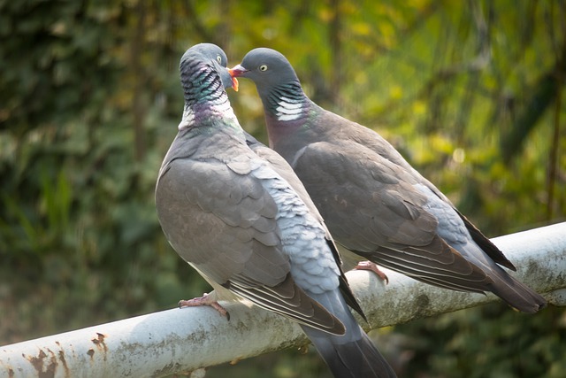 Free download pigeons birds beaks few feathers free picture to be edited with GIMP free online image editor