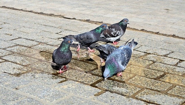 Free download Pigeons Birds City -  free photo or picture to be edited with GIMP online image editor