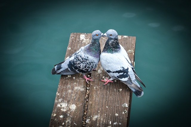 Gratis download Pigeons Birds Dove - gratis foto of afbeelding om te bewerken met GIMP online afbeeldingseditor