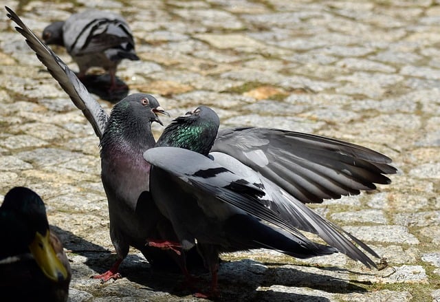 Free download pigeons birds fight scene free picture to be edited with GIMP free online image editor
