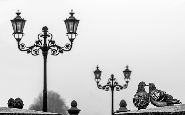 Free download pigeons birds lanterns monochrome free picture to be edited with GIMP free online image editor