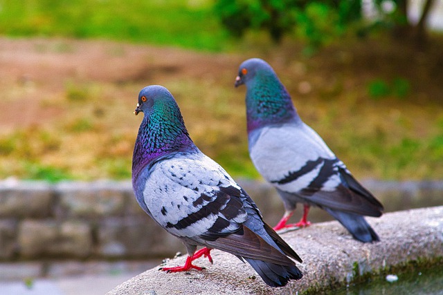 Free download pigeons birds perched animals free picture to be edited with GIMP free online image editor