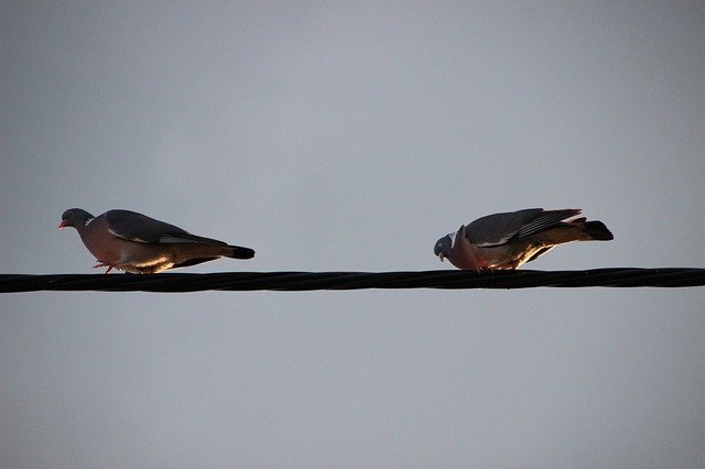 Free download Pigeons Birds Power Line -  free photo or picture to be edited with GIMP online image editor