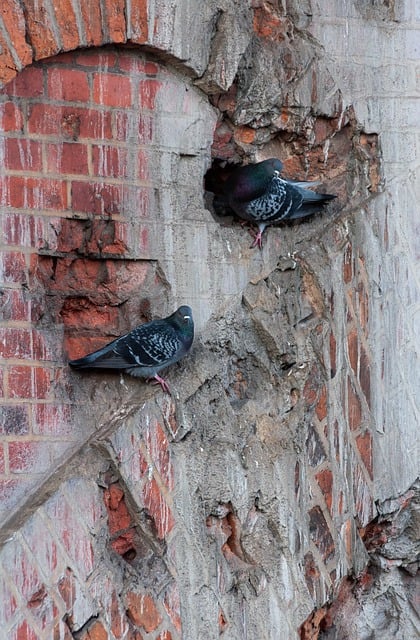 Free download pigeons birds wall brick wall nest free picture to be edited with GIMP free online image editor