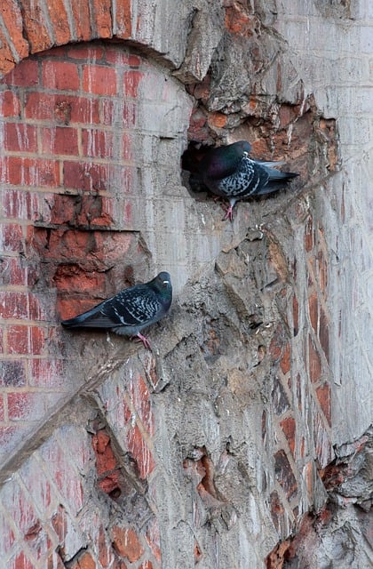 Descarga gratis palomas pájaros pared ladrillo pared nido imagen gratis para editar con GIMP editor de imágenes en línea gratuito