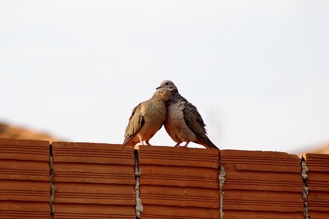 Free download Pigeons Casal Love -  free photo or picture to be edited with GIMP online image editor