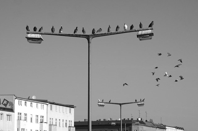 Free download Pigeons City Lantern -  free photo or picture to be edited with GIMP online image editor