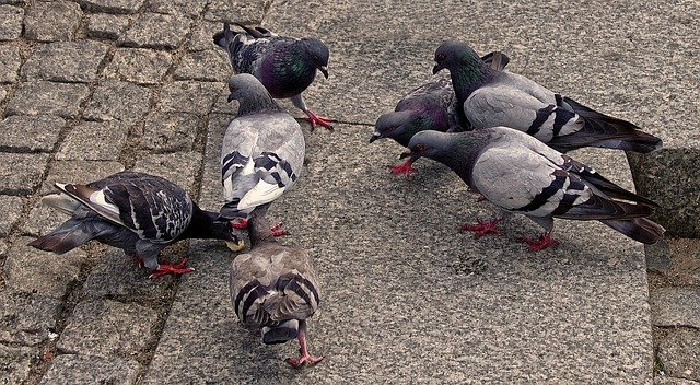 Descărcare gratuită porumbei porumbei oraș porumbei stradă poză gratuită pentru a fi editată cu editorul de imagini online gratuit GIMP