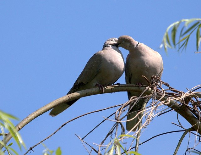 免费下载 Pigeons Couple Love - 可使用 GIMP 在线图像编辑器编辑的免费照片或图片