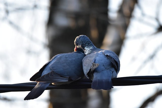 Free download pigeons crested love autumn free picture to be edited with GIMP free online image editor