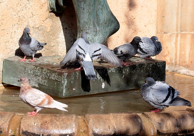 Free download Pigeons Drink Water -  free photo or picture to be edited with GIMP online image editor