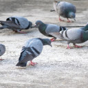 Pigeons eat rice  screen for extension Chrome web store in OffiDocs Chromium