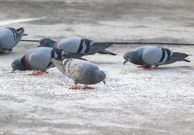 Free download pigeons feeding dove bird animal free picture to be edited with GIMP free online image editor