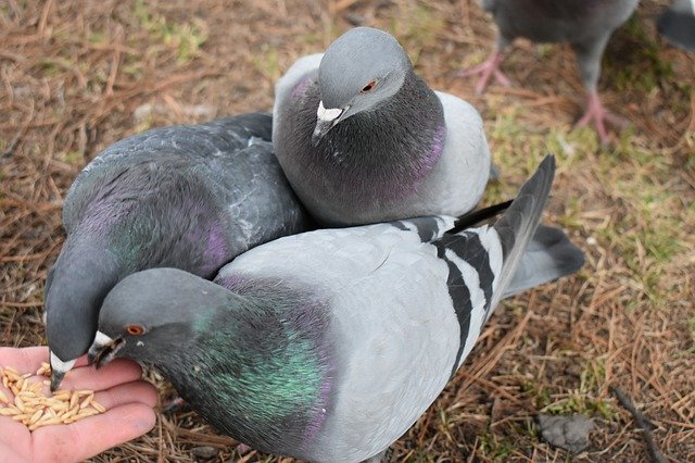 Libreng download Pigeons Feeding Grey - libreng larawan o larawan na ie-edit gamit ang GIMP online na editor ng imahe