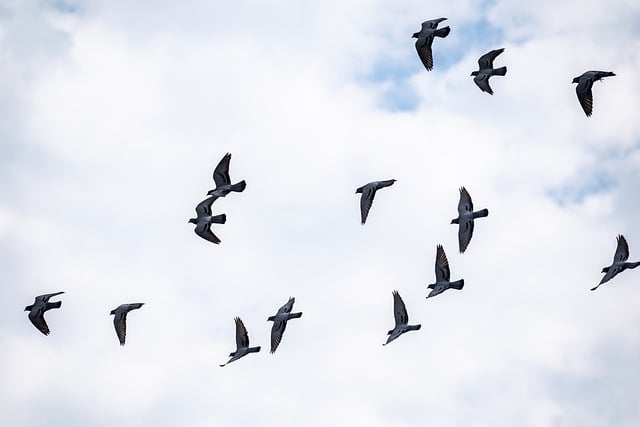 Free download pigeons flock of birds flying birds free picture to be edited with GIMP free online image editor