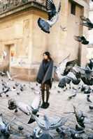 Free download Pigeons flying free photo or picture to be edited with GIMP online image editor