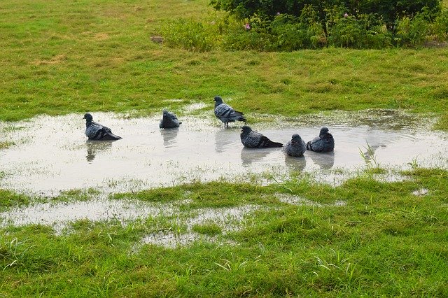 Free download Pigeons Garden -  free photo or picture to be edited with GIMP online image editor