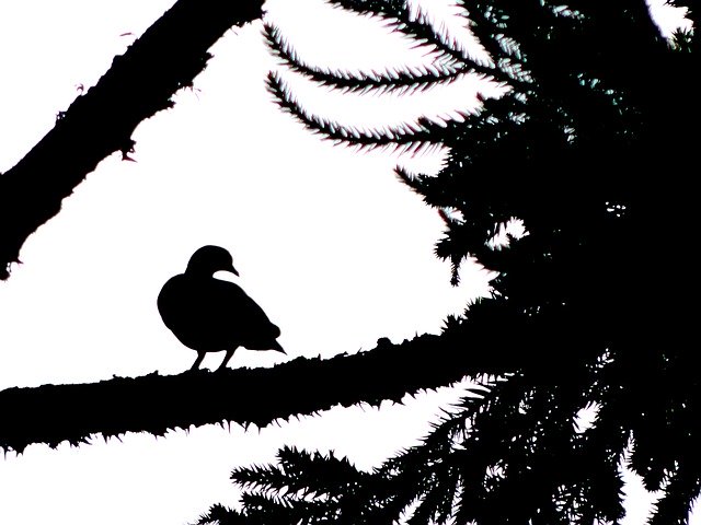 Free download Pigeon Shadow -  free illustration to be edited with GIMP free online image editor