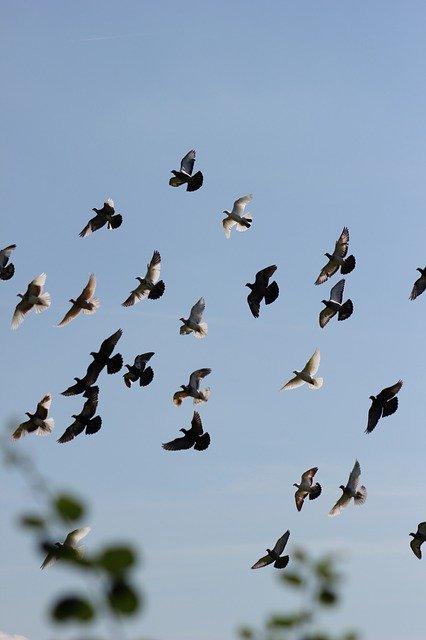 Free download Pigeons Homing Pigeon Dove -  free photo or picture to be edited with GIMP online image editor