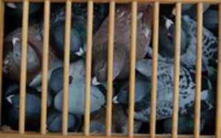 Free download Pigeons in a Cage free photo or picture to be edited with GIMP online image editor