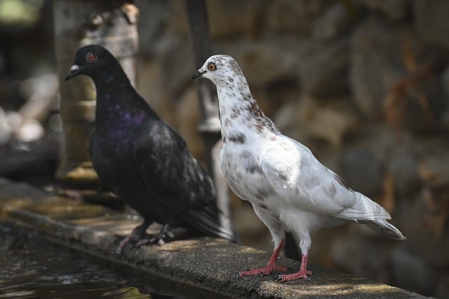 Free download pigeons nature birds animals free picture to be edited with GIMP free online image editor