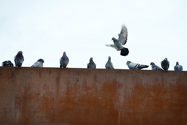 Free download Pigeons Rusty City -  free photo or picture to be edited with GIMP online image editor