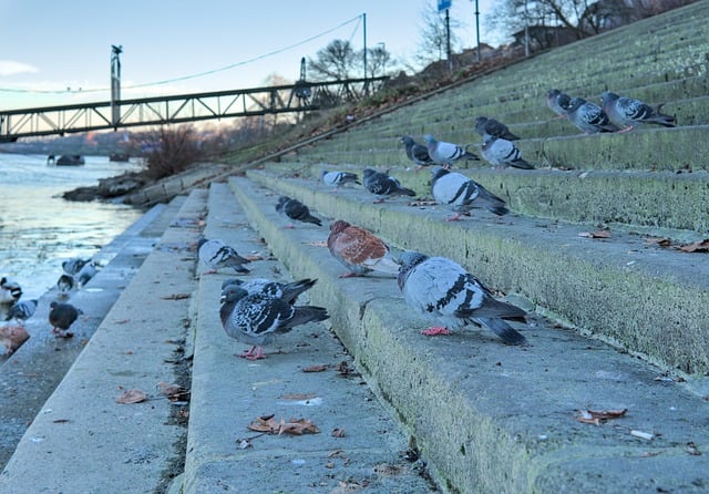 Free download pigeons stairs winter sunset shore free picture to be edited with GIMP free online image editor