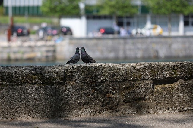 دانلود رایگان Pigeons Togetherness Close - عکس یا تصویر رایگان قابل ویرایش با ویرایشگر تصویر آنلاین GIMP