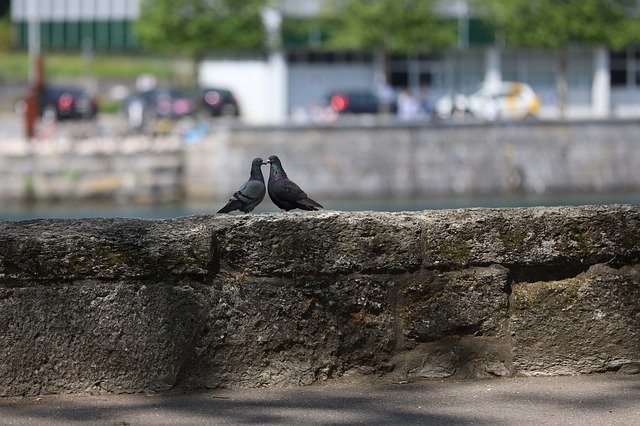 Muat turun percuma Pigeons Togetherness Close - foto atau gambar percuma untuk diedit dengan editor imej dalam talian GIMP