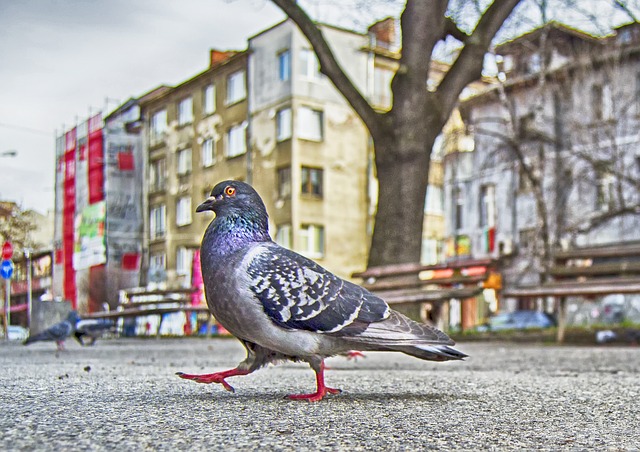 Unduh gratis pigeon strut park bangku taman gambar gratis untuk diedit dengan editor gambar online gratis GIMP