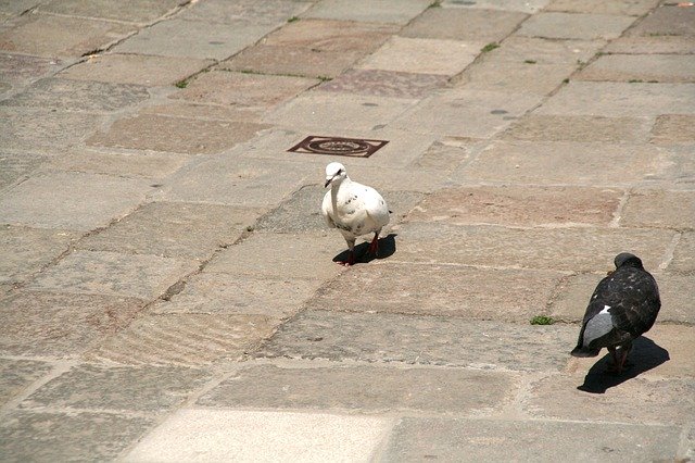 Free download Pigeons Venice Bird -  free photo or picture to be edited with GIMP online image editor